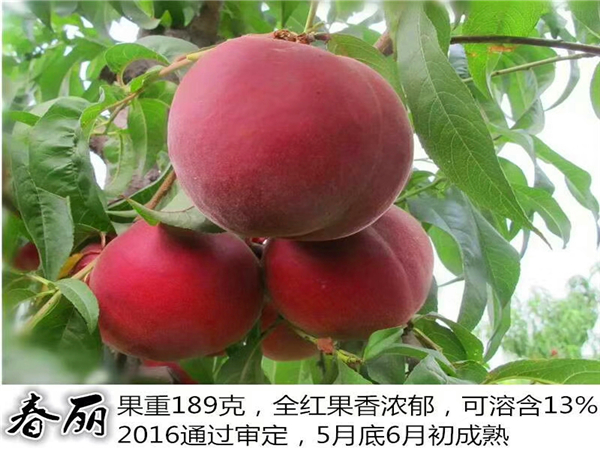 桃樹苗基地