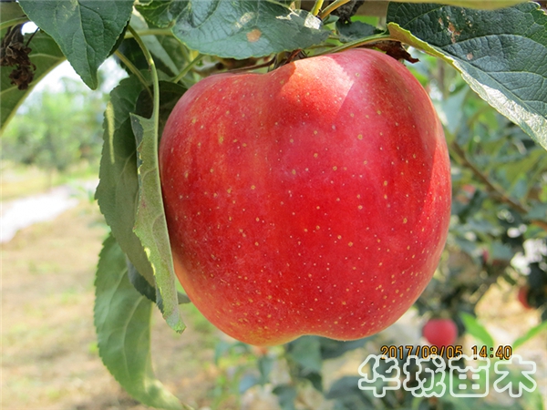 蘋果苗