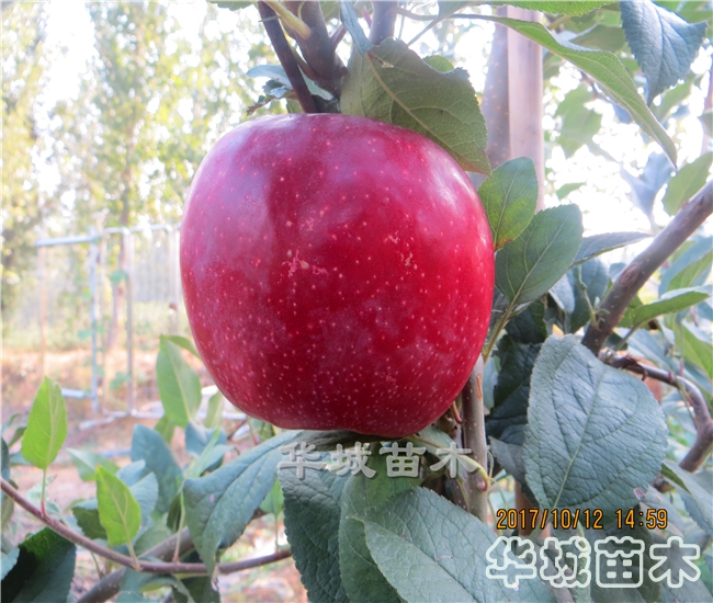紅蜜脆蘋(píng)果樹(shù)苗介紹